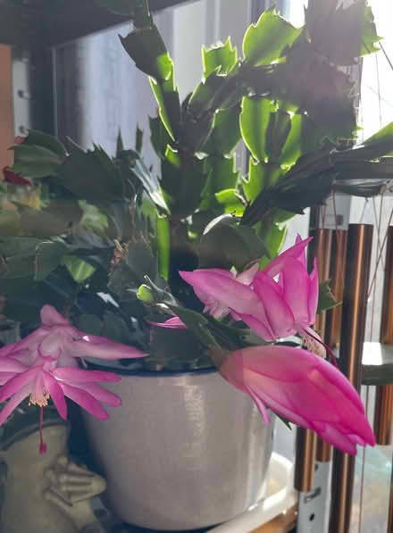 Photo of free pink Christmas cactus (Bloor Lansdowne) #2