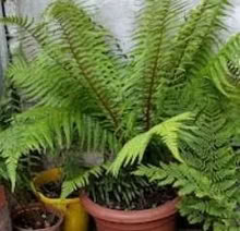 Photo of free Fern (Ilford IG1) #2