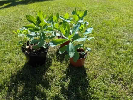 Photo of free Garden plants (Edinburgh EH7) #4