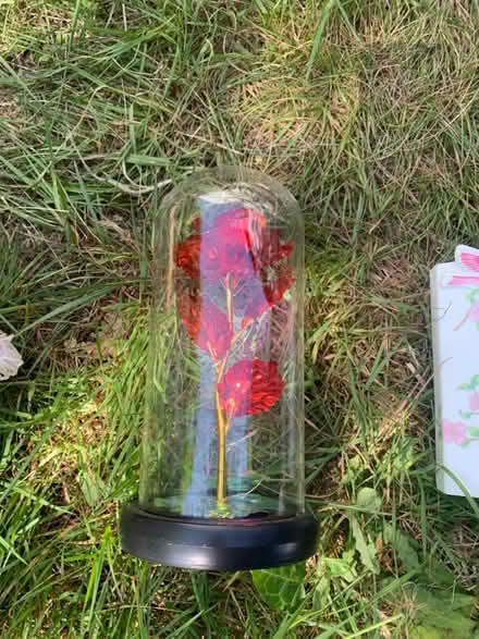 Photo of free Flower in a tub (AL2 / SG6) #2