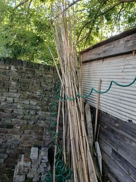 Photo of free Dry bamboo sticks (NW10) #2