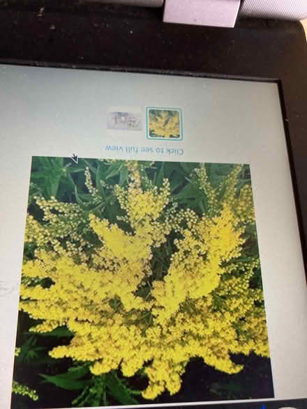 Photo of free Golden Rod small plants (IP4) #1