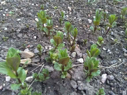 Photo of free mint (Gledhow LS8) #1