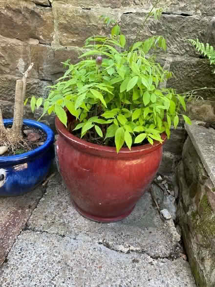 Photo of free A beautiful ceramic planter with a Wisteria plant (Belper DE56) #1