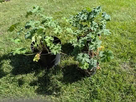 Photo of free Garden plants (Edinburgh EH7) #1