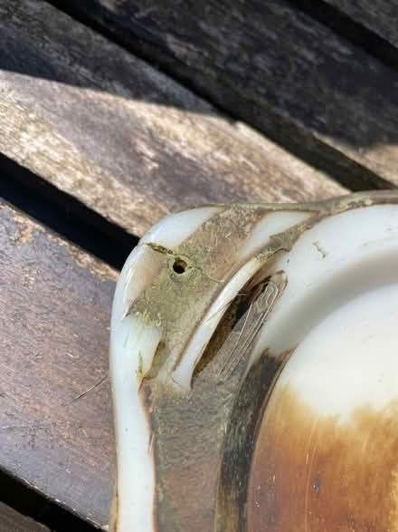 Photo of free Hover lawn mower (Mossley OL5) #3