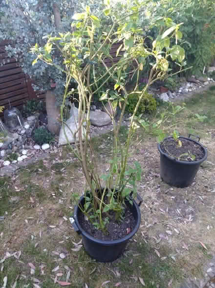 Photo of free Yellow stalk cornus in pot (TW2 Whitton) #1