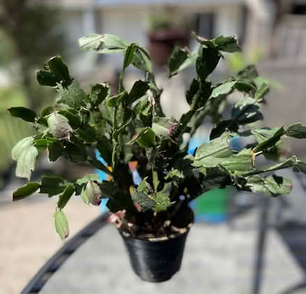 Photo of free pink Christmas cactus (Bloor Lansdowne) #1