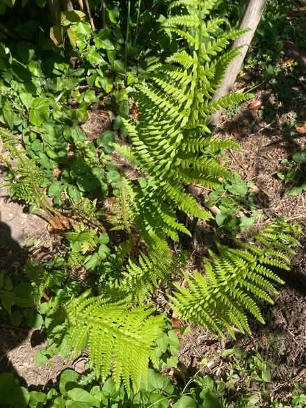 Photo of free Woodland fern/ bracken (Bexhill on sea TN39) #1