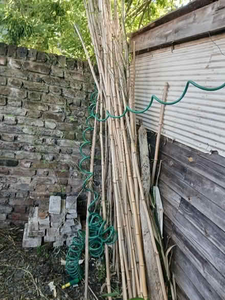 Photo of free Dry bamboo sticks (NW10) #1
