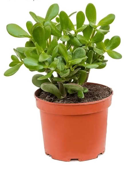 Photo of Jade plant cutting (Edgware) #1