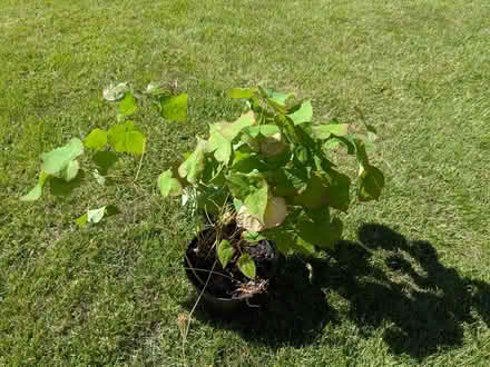 Photo of free Garden plants (Edinburgh EH7) #2