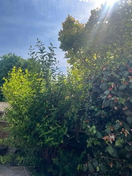 Photo of free Trees/plants (CH44) #3