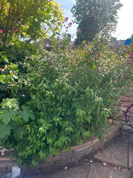 Photo of free Trees/plants (CH44) #1