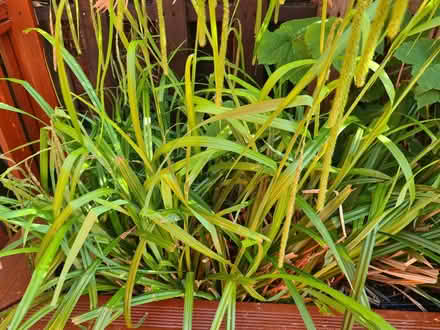 Photo of free Plants (Woodford IG8) #1