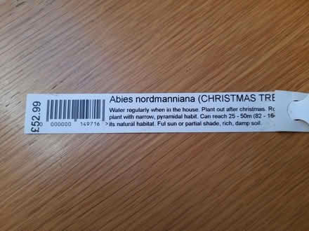 Photo of free Abies nordmanniana tree (Burnbanks CA10) #1