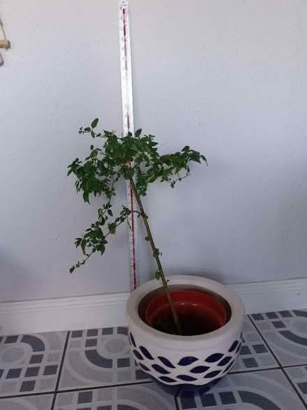 Photo of free Chilli Plant (AB39) #1