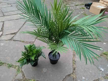 Photo of free IKEA fake plants (Worcester WR2) #1