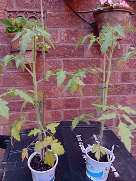 Photo of free Tomato plants - variety Marmande (Lower Earley RG6) #1