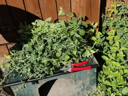 Photo of free Catnip clippings (Steventon OX13) #1