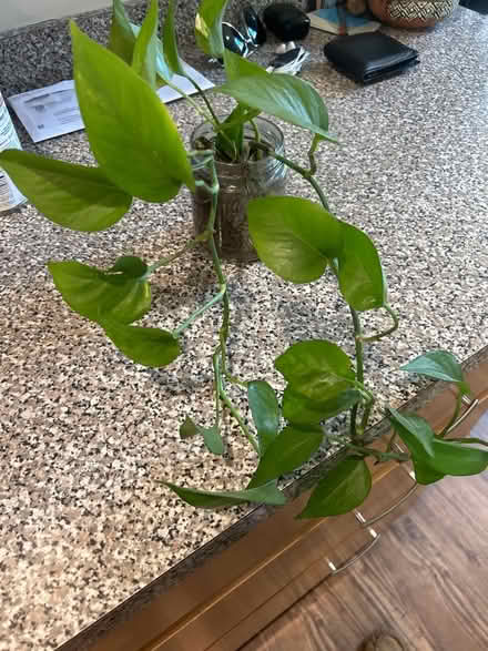 Photo of free Pothos Cutting (Pasadena, MD) #1