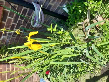 Photo of free Pond yellow flag irises (Darchet SL3) #1