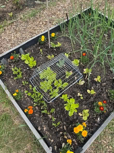 Photo of Metal shopping baskets (St. Leonard’s TN38) #1