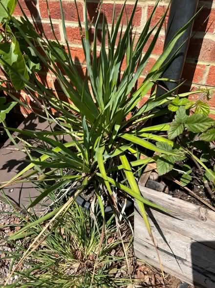 Photo of free Yucca plant (Cove GU14) #1