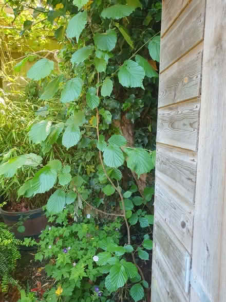 Photo of free 5' Hazelnut tree (Clewer Green SL4) #1