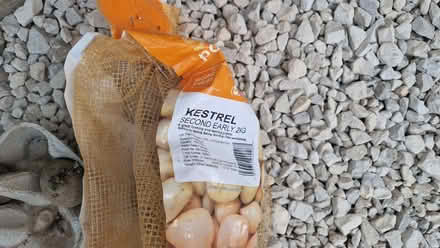 Photo of free 10 Seed potatoes (Stone Cross BN23) #2