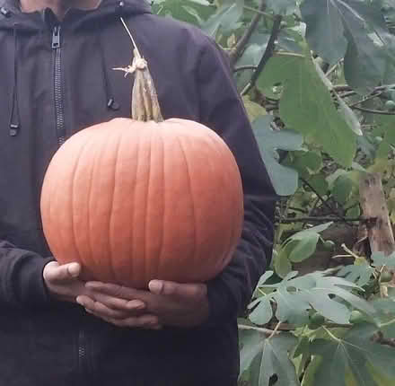 Photo of free Pumpkin seedlings ready to plant (Woodley, RG5) #2