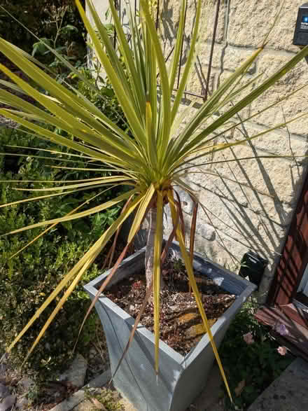 Photo of free Plant only (Bath Combe Down) #1