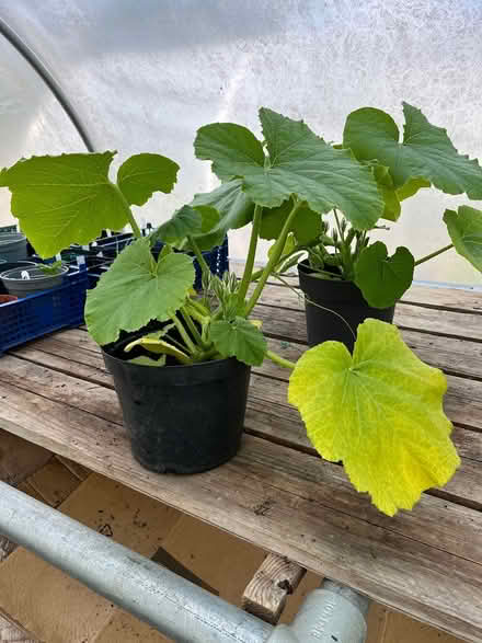 Photo of free Edible pumpkin (Dursley) #1