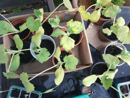 Photo of free Pumpkin seedlings ready to plant (Woodley, RG5) #1