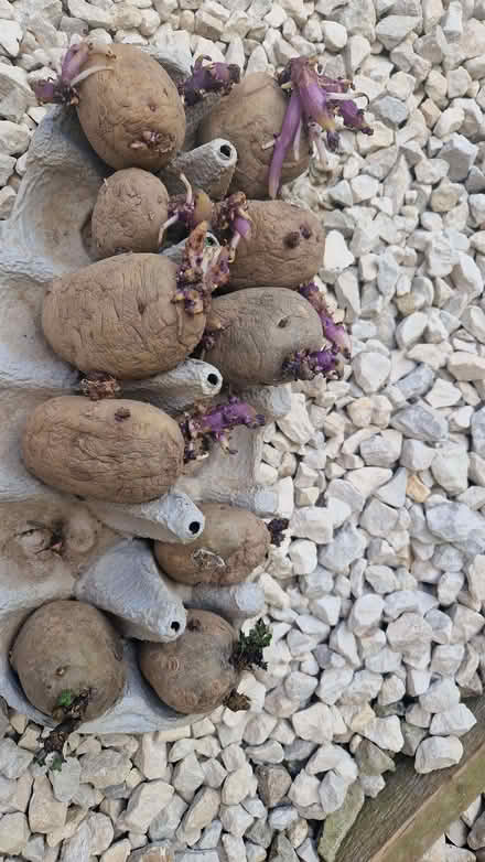 Photo of free 10 Seed potatoes (Stone Cross BN23) #3