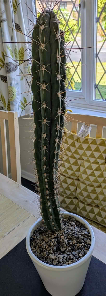 Photo of free Cacti (Martin's Heron RG12) #1