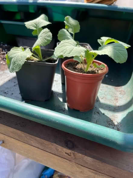 Photo of free Plants (West Boldon) #2