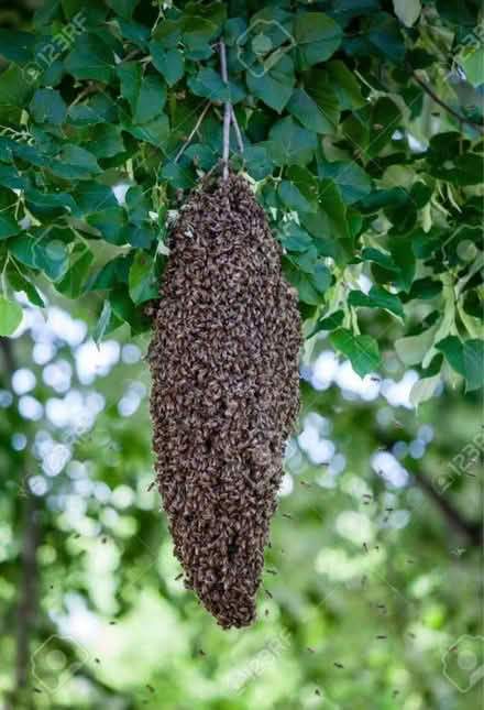 Photo of free Be swarms (Dorking Town Centre RH4) #1