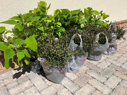 Photo of free Multiple Shrubs For The Garden (Kings Chase SO51) #1