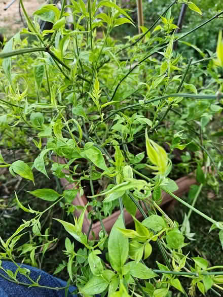 Photo of free 2 pink jasmine plants (Randwick GL6) #1