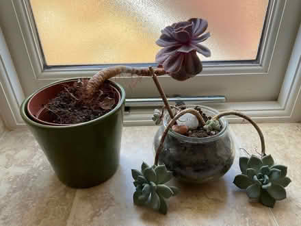 Photo of free 2 succulent plants - Boro’ Green (Crouch TN15) #1