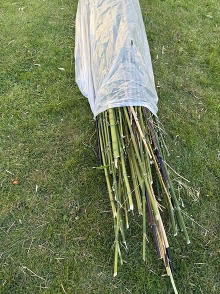 Photo of free Bamboo canes (Welling DA16) #2