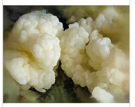 Photo of Kefir grains (Cliff N / Mississauga Valley) #1