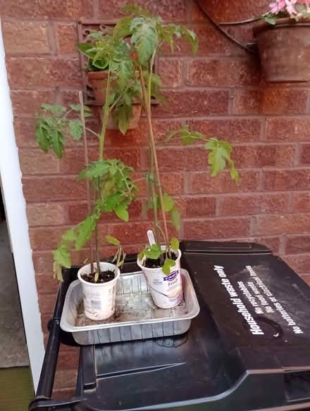 Photo of free Tomato plants - variety Sweet Aperitif (Lower Earley RG6) #1