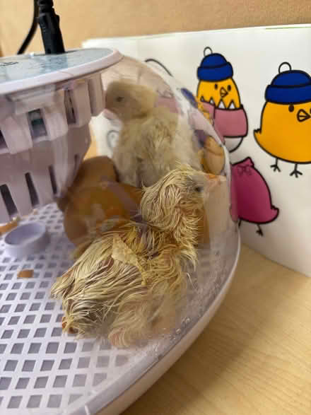 Photo of Chicken coop (Milburn CA10) #1