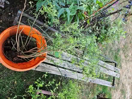 Photo of free 2 pink jasmine plants (Randwick GL6) #3