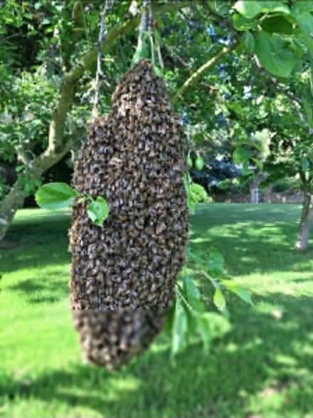 Photo of free Be swarms (Dorking Town Centre RH4) #2