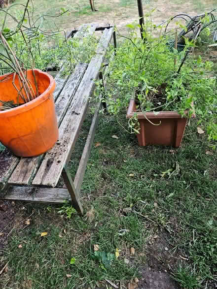 Photo of free 2 pink jasmine plants (Randwick GL6) #2