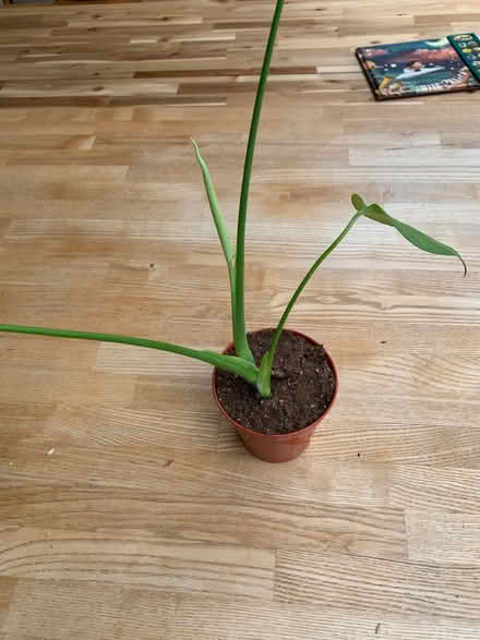 Photo of free Monstera deliciosa (Birchwood AL10) #4