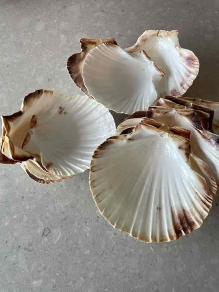 Photo of free 13 x shells (Windsor SL4) #2